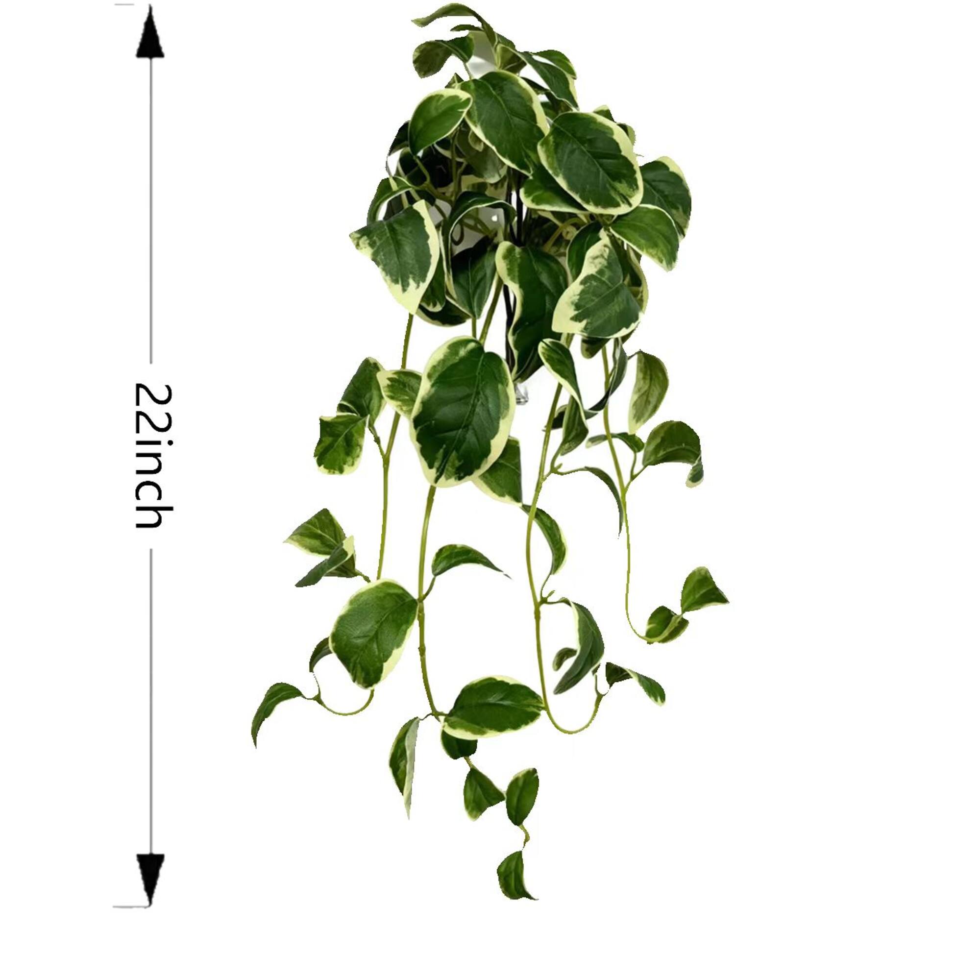 22" Variegated Hoya Bush by Ashland®